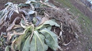 Сажаю Виноград🍇чубуками поздней Осенью🌱❄️- надеюс