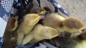 10-09-2025 Сюрприз осенний.Работа не заканчивается,занимаюсь делами.