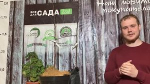 ХАРАКТЕРИСТИКА И ОПИСАНИЕ СОРТА ОРЛИК