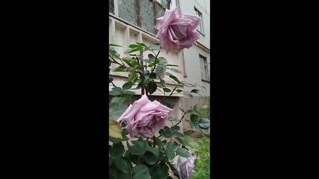 Плетистая роза Индиголетта г.Харьков 2025 смотреть онлайн