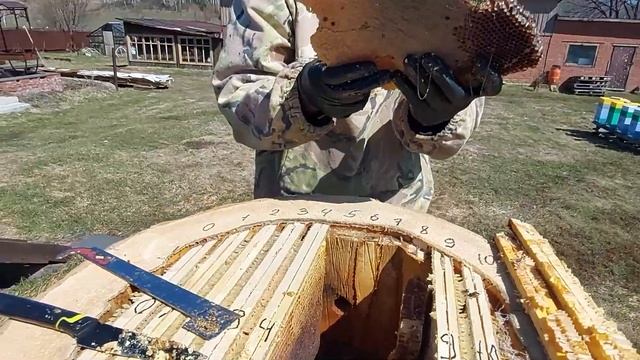 Сколько мёда и воска даёт рой в колоде за три лета смотреть онлайн