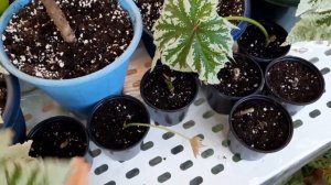 Размножение бегонии Anita Sharrad