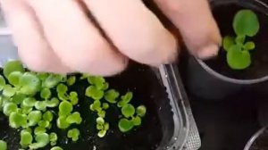 Селекция фиалок  Выращивание фиалок из семян, пересад?