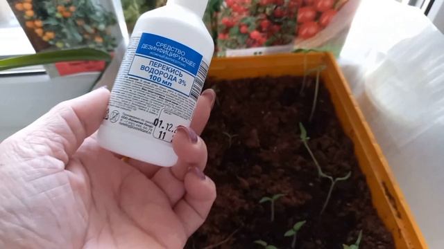 Балконные томаты,  в цветочный грунт. Описание, посадк? смотреть онлайн