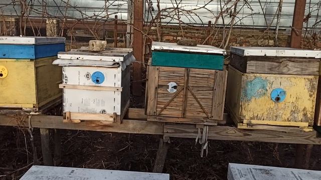 Зимний облет пчел как повлияет на зимний клуб пчел? смотреть онлайн