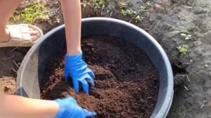 Голубика в контейнерах: что насыпать, чтобы она выжила