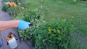 Тля боится этого как огня / действенный способ борьбы ?