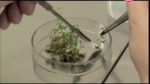 Микроклональное размножение растений