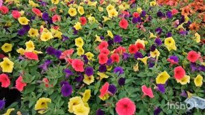 Серии сортов петунии Тумбелина, Фортадо, Бьютикал и др