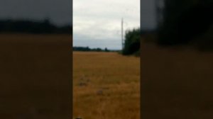 фотоохота на вяхиря
