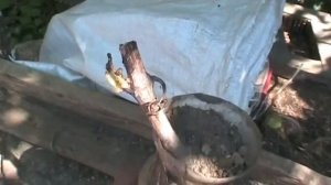 Подготовка грунта для посадки саженца винограда. Сама