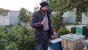 Что делать осенью со слабыми семьями отводками пчел н?