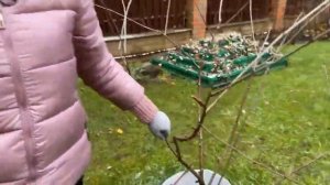 Как защитить яблони, вишни, груши, абрикосы от морозов?