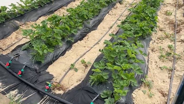 Состояние клубники на 10.05.2025 смотреть онлайн