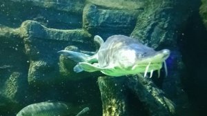 Москвариум ВДНХ. Центр океанографии и морской биологии. Самый большой океанариум в Европе