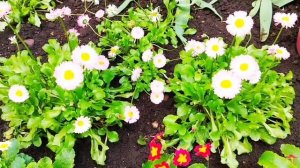 Многолетние маргаритки 🌸daisies . #video