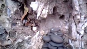 Городские Вешенки. Как растут Вешенки на пне. Грибы в С