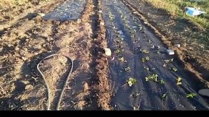 Посадка клубники под агроволокно