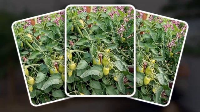 ЛУЧШИЕ ТОМАТЫ ДЛЯ ОТКРЫТОГО ГРУНТА! смотреть онлайн