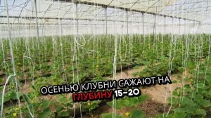 Топинамбур. Как садить. Методы. Условия. Правила.