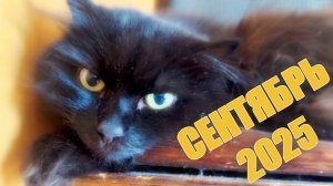 Сентябрь 2025