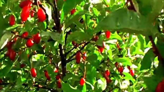 Гумі. смотреть онлайн