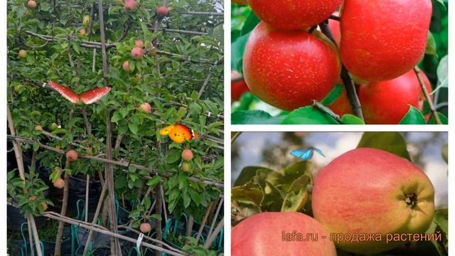 Яблоня плодовая Хоней Крисп-Кандиль орловский 🌿 обзо