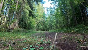 Лесная беседа