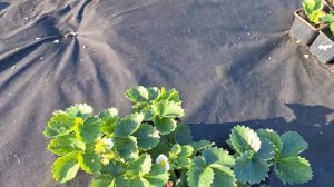 Ремонтантный сорт клубники Флорис, 22.07.25