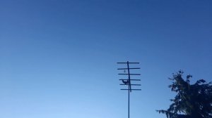 Николаевские голуби 10.09.2025 г