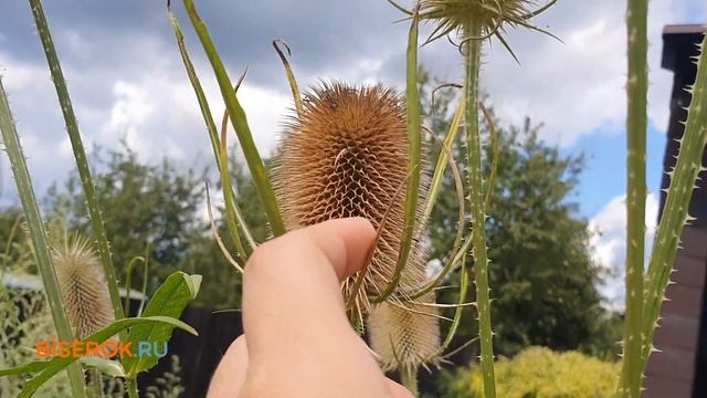 Ворсянка, ворсовальная шишка, кардус 🪴 смотреть онлайн