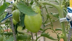 Томат Знаменитое бычье сердце. Новый старый сорт!