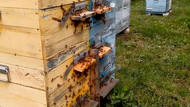 Двухматочное содержание пчёл почти по Озерову