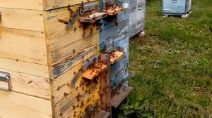 Двухматочное содержание пчёл почти по Озерову