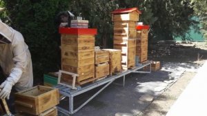 Пересаживаем пчел из улья Дадан в улей Варрэ #warre #honeywarr