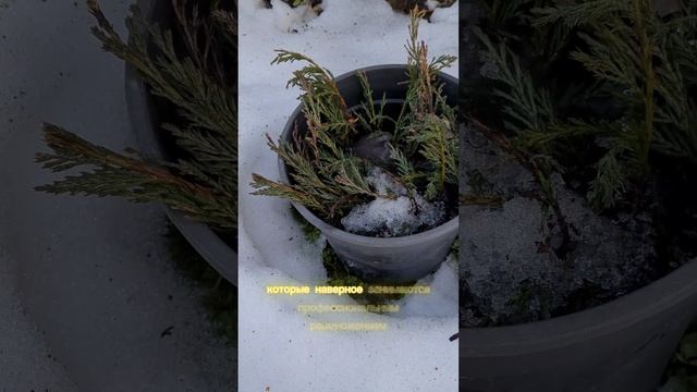 ЧЕРЕНКИ ВЕРТИКАЛЬНОГО МОЖЖЕВЕЛЬНИКА. ЧЕРЕНКОВАНИЕ #ч?