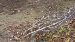 Как укрыть на зиму инжир. How to hide figs for the winter.