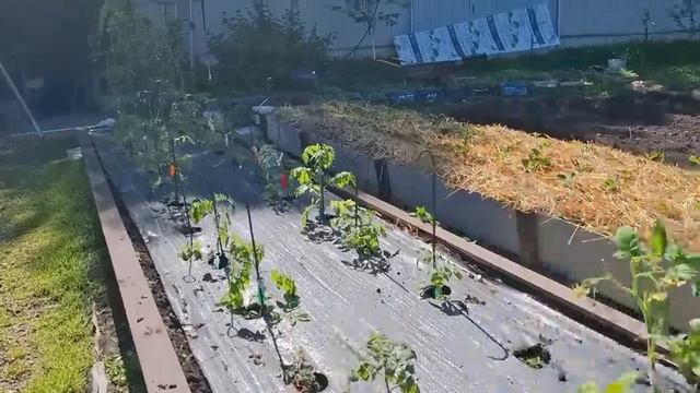 Рассада на продажу . Миллион за сезон и никаких расход? смотреть онлайн