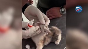 Бездомная кошка спасла своего котёнка, доставив его к врачам