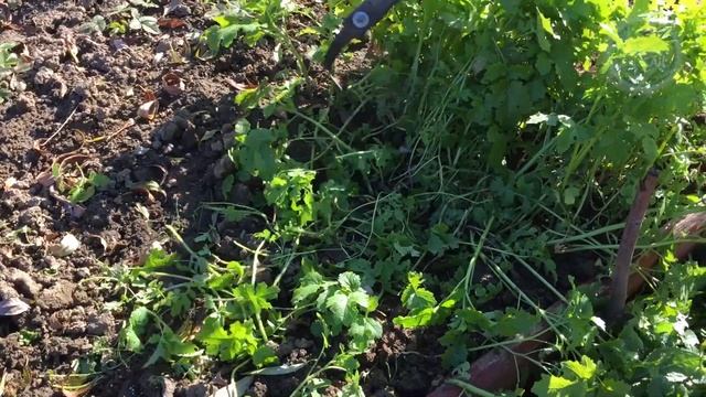 В Ноябре раскидайте этот Озимый Сидерат чтобы весной ? смотреть онлайн