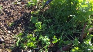 В Ноябре раскидайте этот Озимый Сидерат чтобы весной ?