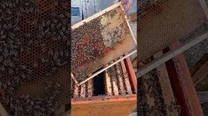 Ревизия ИО матки после зимовки на улице продажа семей