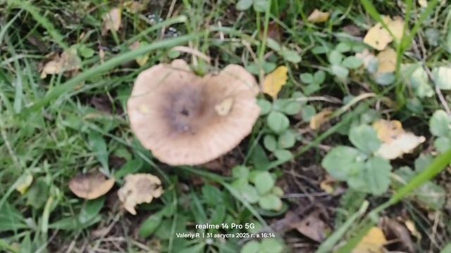 Прогулка #28, последний день лета 2025. смотреть онлайн