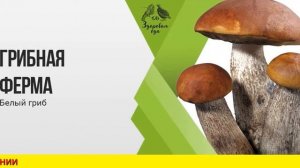 Грибница Для Выращивания Грибов В Домашних Условиях