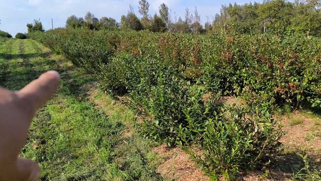 Урожайность голубики после заморозков смотреть онлайн