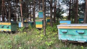 ПРОТИВОРОЕВЫЕ ПРИЁМЫ В ПЧЕЛОВОДСТВЕ.