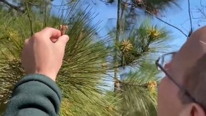 Кедровый орех!  Интересные факты # FullHD 1080p