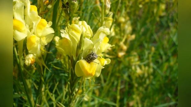 ЛЬНЯНКА (LINARIA) сем. Норичниковые смотреть онлайн