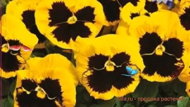 Виола ампельная Файр 🌿 ампельная виола Файр обзор: ка