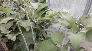 Томаты падают, дыни трескаются...